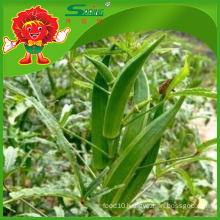 Cheap Okra supplier Best Green Okra